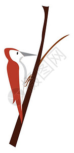 褐红色的美丽的马龙木鸟矢量彩色画或插图插画