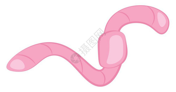 粘糊糊一种非常可爱的蠕虫粉红色颜向量图画或插插画