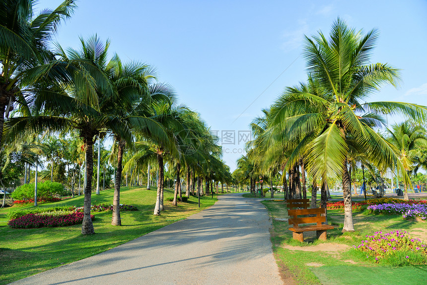 棕榈园和露花在公通道上棕榈树种植蓝天空图片