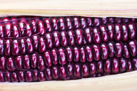 紫色玉米新鲜关闭暹罗RubyQueen或甜红玉米在鳕鱼上图片