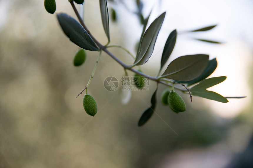 意大利树枝上的绿色橄榄意大利图片