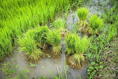 种植农田的稻准备在雨季耕种的农田植稻图片