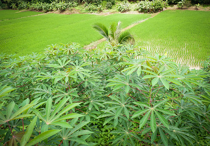 在稻田种植混合耕作和香蕉树木薯椰子棕榈是山区的有机农业系统图片