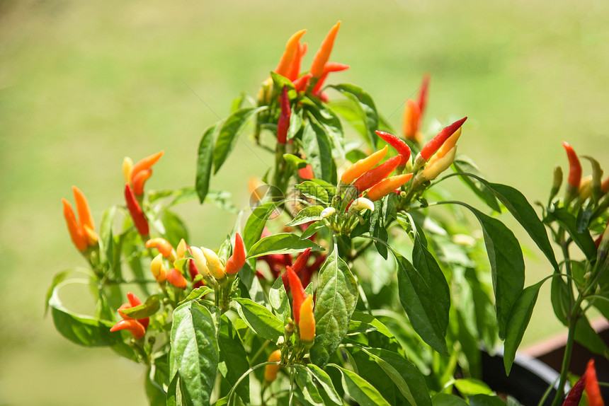 种植在菜园的红辣椒和绿图片
