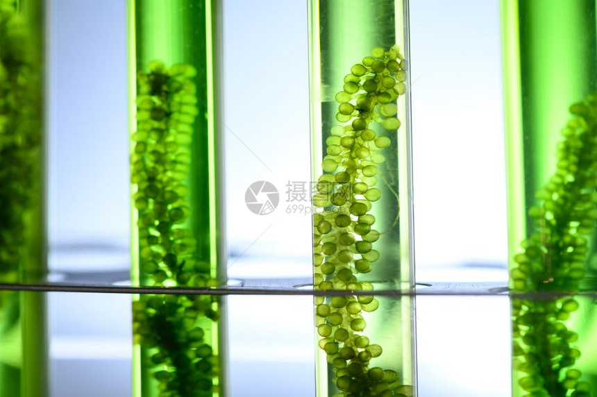 生物技术实验室的藻类生物燃料工业实验室的光生物动力藻类燃料研究图片