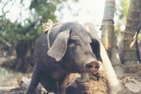 亚洲当地村的黑猪背景图片