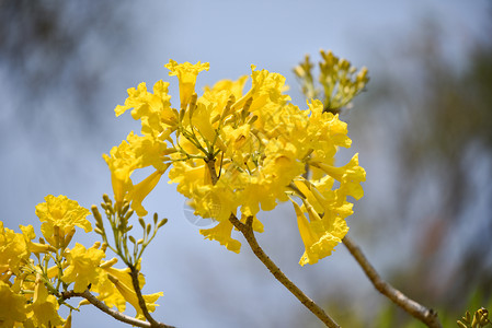 黄花树塔布伊亚旁观公园的金树图片