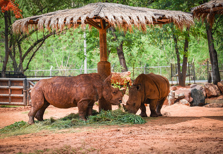 公园的犀牛农场动物园带泥的白犀牛图片