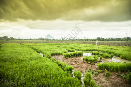 雨季在Asiia树苗大米的雨季种植稻田图片