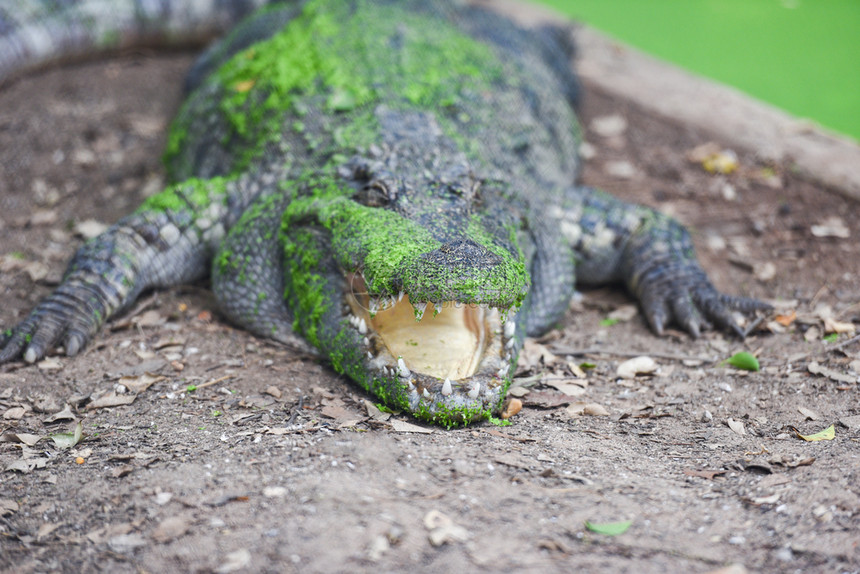 鳄鱼在地面上与绿水生植物一起躺在皮肤鳄鱼上有选择聚焦点图片