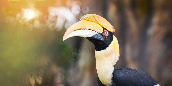 公园大角鸟印度美图片