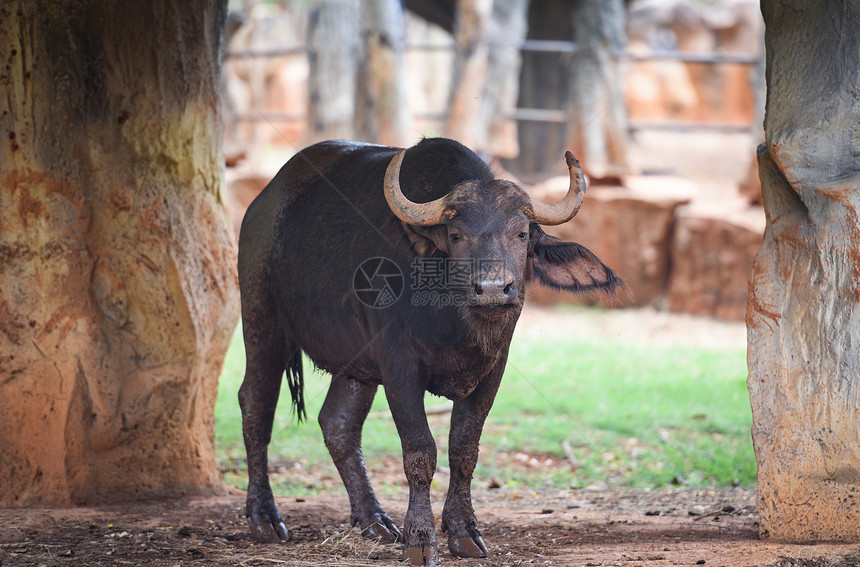 公园农场动物中的森林水牛非洲野生物图片