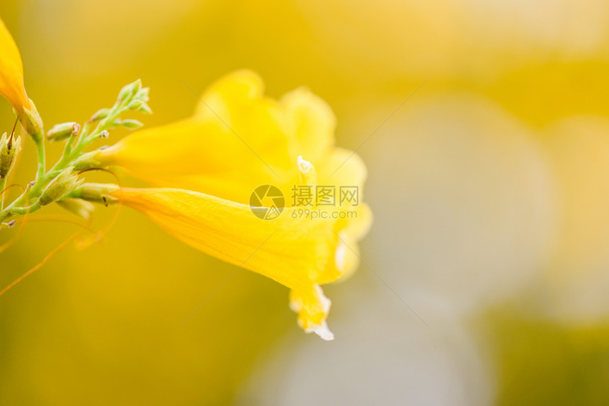 Trumpetflower黄号角花在园的夏中开大自然的本底模糊图片