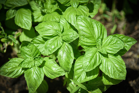 在蔬菜园植树种新鲜的甜菜种草药中植的绿色叶物高清图片