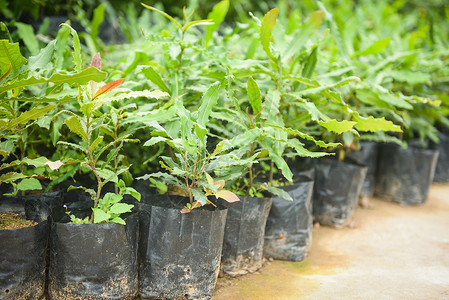 澳洲坚果树Macadamia坚果农场业植物苗圃黑塑料袋中的麦卡达米亚树背景