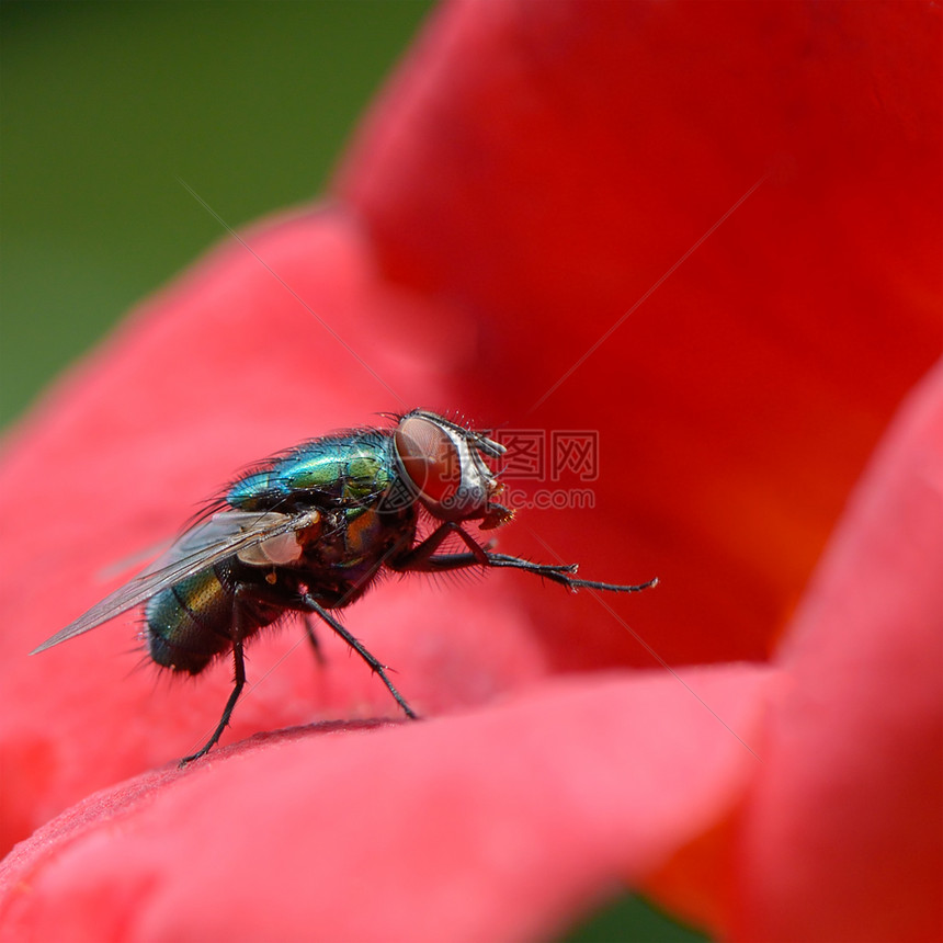红花上大漂亮的飞蝇图片