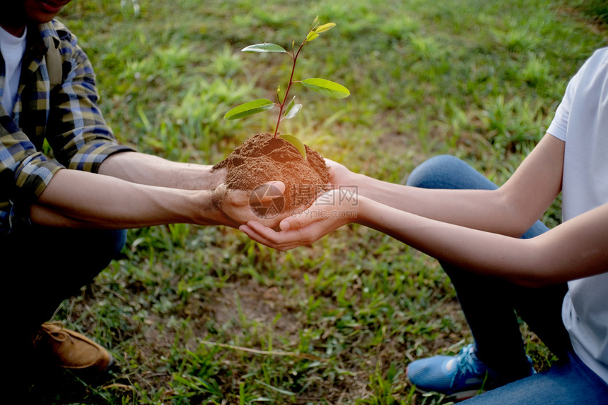 两只手握在一起幼树植物生长的自然图片