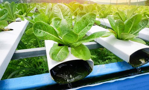 蔬菜水栽系统青绿新鲜生菜沙拉种植花园水栽养农场植物在温室有机健康食品中没有土壤农业的水上种植背景图片