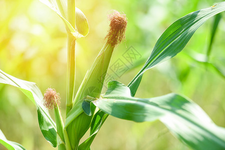 玉米田的阳光和绿背景背景图片