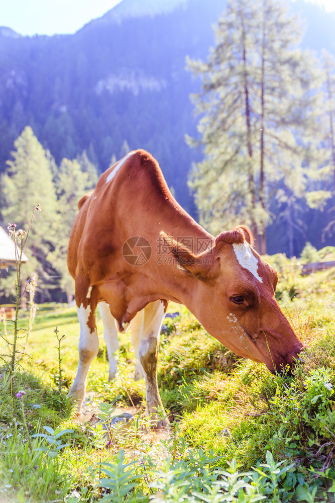 奶牛正站在欧洲阿尔卑斯山的地草原上奥利图片