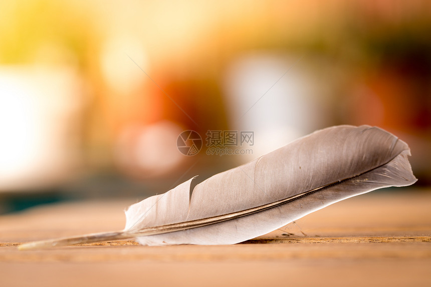 羽毛躺在木制桌子上外面有复制空间图片