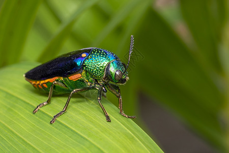 绿色色树叶绿腿金属甲虫Sternoceraaequiignata或宝石甲虫绿叶上的金属木质甲虫昆动物背景