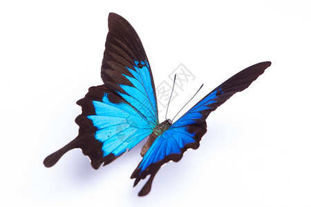美丽翅膀白色背景上的蓝蝴蝶背景