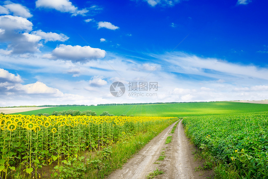 夏季田地向日葵之间的乡村公路图片