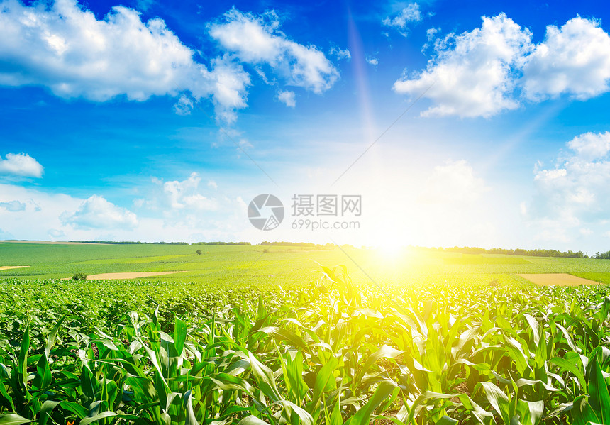 在夏季玉米田中日出图片