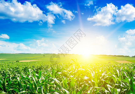 玉米饲料在夏季玉米田中日出背景