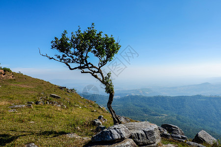 山顶有树的岩石和蓝天空背景风的野外石背景图片