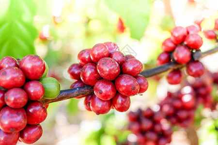 种植场农业中含红咖啡豆的树图片