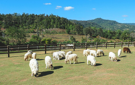 多尼戈尔山羊美丽的农村牧羊草夏季明日和蓝天绿田丘山农业背景
