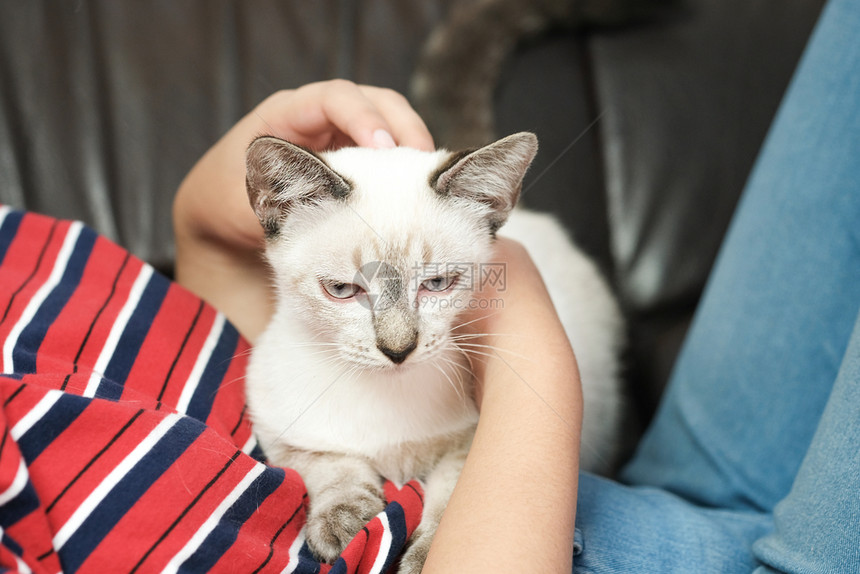 女人拥抱可爱猫友情动物人信任的朋友图片