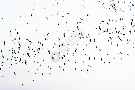 贡古拉德不同黑色蝙蝠的轮廓在白色背景上单独飞行光辉派对卡片背景模板背景