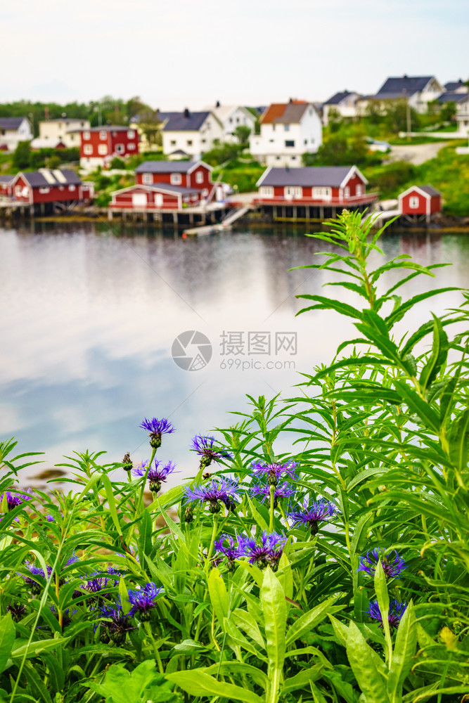 Fjord海岸景观春季鲜花和典型的Norwegian渔村有传统的红罗布小屋ReineLofoten群岛挪威旅行目的地挪威渔村Re图片