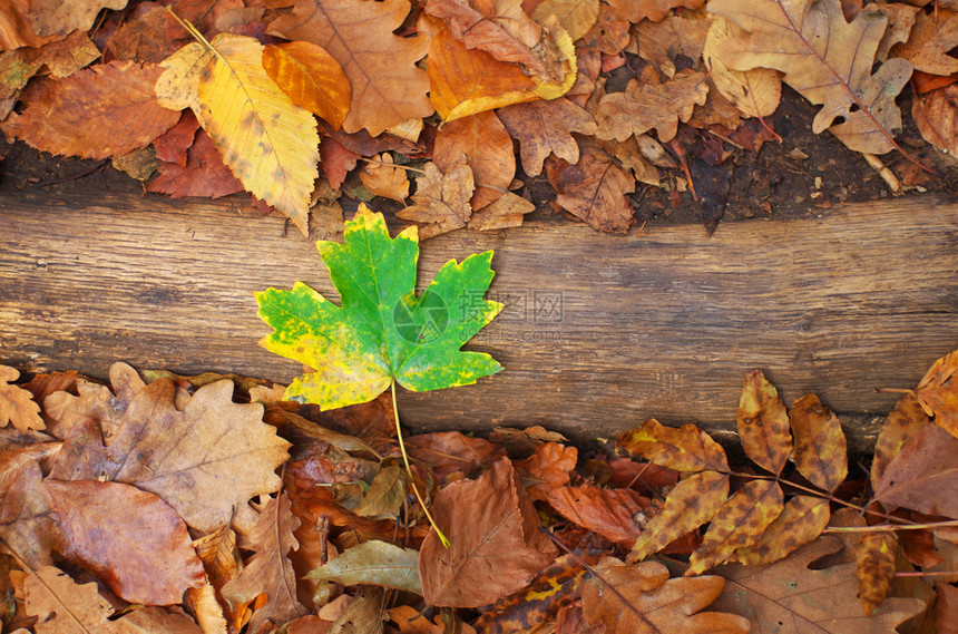 秋天的情绪绿叶在地面上自然概念图片
