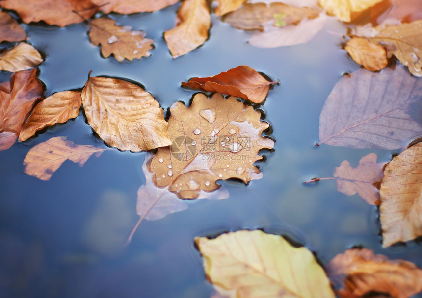 水中的秋叶图片