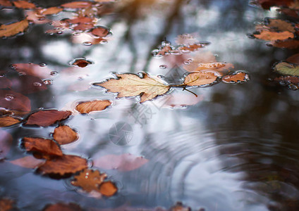 水中的秋叶概念自然场景图片