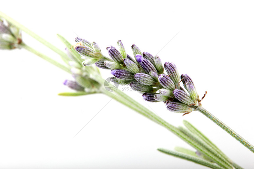 白色背景的淡紫花贴近图片