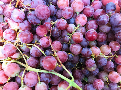 葡萄是水果植物的A贝里花果树枯萎的伍兹葡萄藤图片