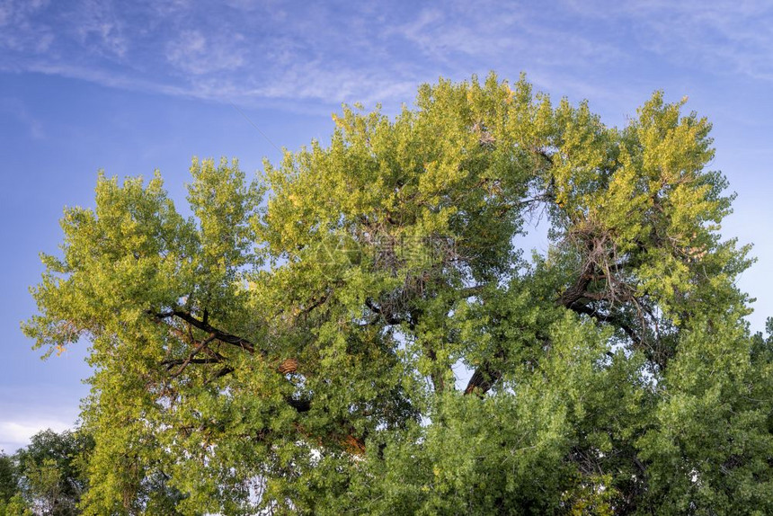 巨型棉花木树开始在初秋变金日落的光芒原产于科罗拉多平原也是怀俄明州立树内布拉斯加州立树堪萨斯怀俄明内布拉斯加州立树和堪萨斯立树图片