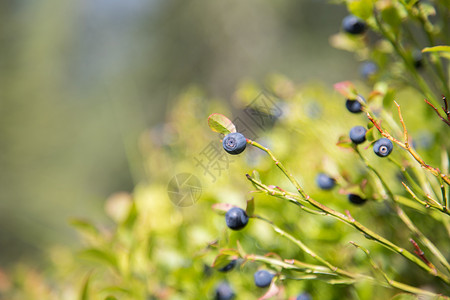 树丛上的蓝莓图片