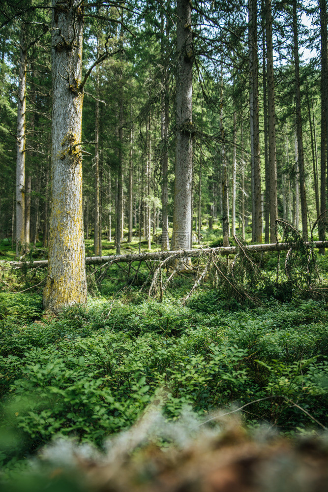 森林精神和木材疗法中的令人印象深刻树苗图片
