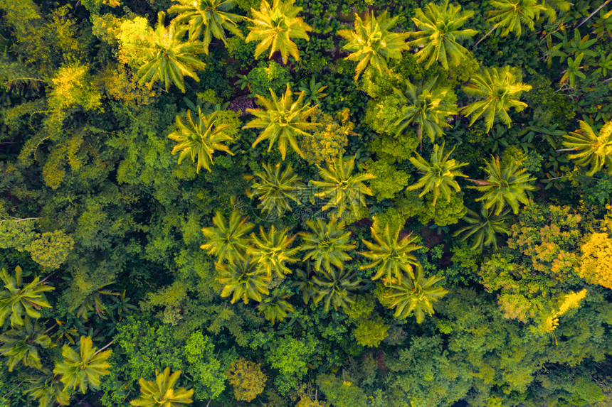 印度尼西亚公园热带森林树木的空中最高视图印度尼西亚夏季的山区或丘图片