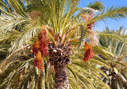 棕榈树上生长着日期特纳里夫西班牙特纳里夫图片