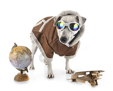 地球仪摆件小狗旁边有一个地球仪和木制的螺旋桨飞机背景