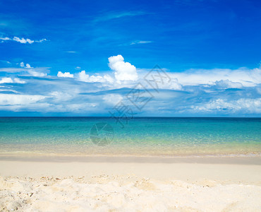 沙滩海藻图片