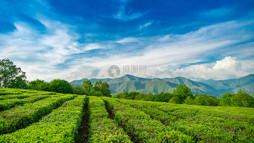 索契山的茶叶种植园图片