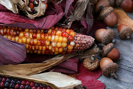 感恩节玉米有果子和叶图片